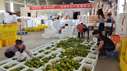 灵山县“三引领”激发新社会阶层人士创新创业活力，助推农产品发展