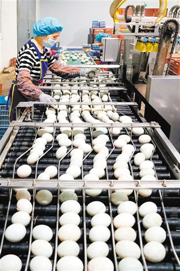 江门全力创建国家食品安全示范城市，守护供港澳“菜篮子”安全，让大湾区居民“抢鲜”吃上“放心菜”