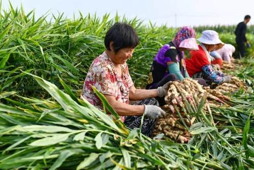 安丘农产品缘何受青睐 从源头到餐桌的品质守护