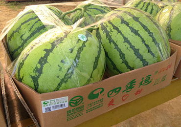 湖北西瓜获‘身份证’，农产品溯源体系覆盖全省